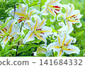 A yellow-banded lily basking in the summer sun 141684332