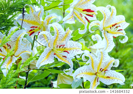 A yellow-banded lily basking in the summer sun A yellow-banded lily basking in the summer sun 141684332