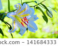 Summer sunlight filtering through the trees and mountain lilies 141684333
