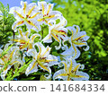 Mountain lilies growing in clusters 141684334