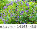 European honeysuckle blooming in the lush green forest 141684438