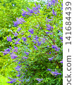 A European chaste tree (vertical view) blooming in the lush green forest. 141684439