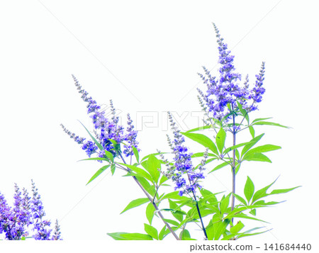 色彩斑斕的歐洲莢蒾 色彩斑斕的歐洲莢蒾 141684440