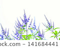 Cute purple flowers 141684441