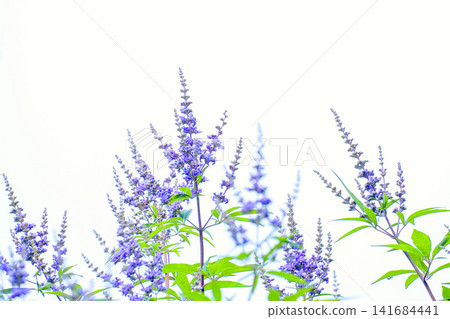 可愛的紫色花 可愛的紫色花 141684441