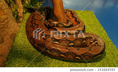 Reticulated Python Coiled on Green Surface Exotic Snake Reticulated Python Coiled on Green Surface Exotic Snake 141684593