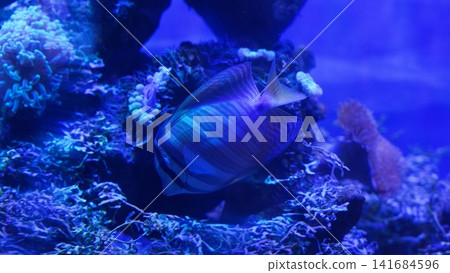 Striking Sailfin Tang in Aquarium Setting Striking Sailfin Tang in Aquarium Setting 141684596