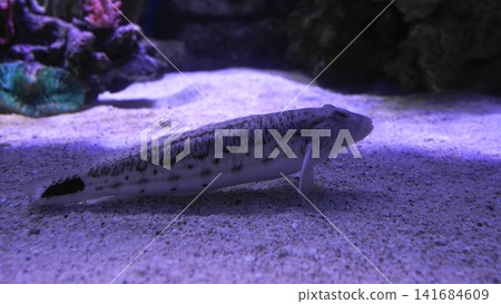 Decorated Goby on Sandy Bottom in Aquarium Decorated Goby on Sandy Bottom in Aquarium 141684609