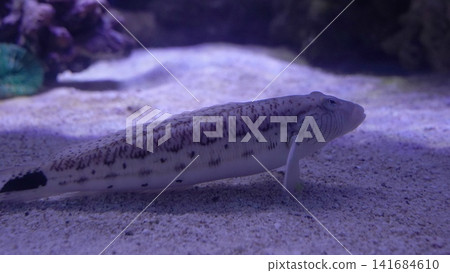 Marbled Dragonet Fish on Sandy Bottom Underwater Scene Marbled Dragonet Fish on Sandy Bottom Underwater Scene 141684610