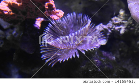 Elegant Feather Duster Worms Marine Life Underwater Scene Elegant Feather Duster Worms Marine Life Underwater Scene 141684613