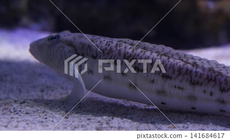 Sand Diver Fish Close Up Underwater Sand Diver Fish Close Up Underwater 141684617