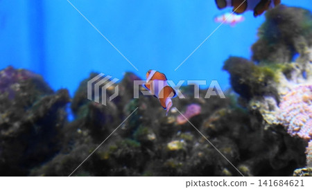 Clownfish in Aquarium Bright Blue Background Underwater Scene Clownfish in Aquarium Bright Blue Background Underwater Scene 141684621