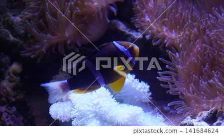 Clownfish in Anemone a Vibrant Underwater Scene Clownfish in Anemone a Vibrant Underwater Scene 141684624