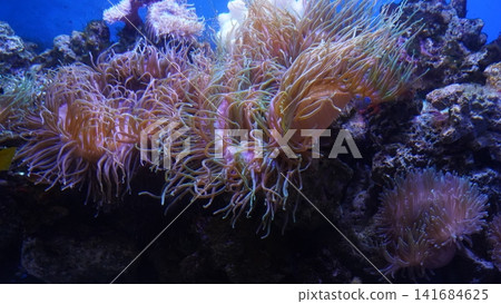 Beautiful Sea Anemones in an Aquarium Setting Beautiful Sea Anemones in an Aquarium Setting 141684625