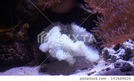 Underwater Sea Anemone Beauty Marine Life Underwater Sea Anemone Beauty Marine Life 141684626