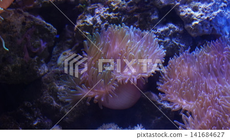Anemone in Aquarium Setting Close Up Underwater Anemone in Aquarium Setting Close Up Underwater 141684627