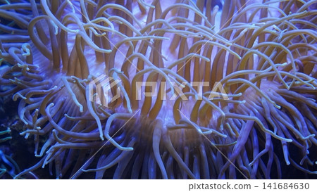 Sea Anemone Underwater World Marine Biology Sea Anemone Underwater World Marine Biology 141684630