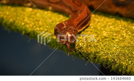 Curious Reticulated Python Sticking Out Its Tongue Curious Reticulated Python Sticking Out Its Tongue 141684660