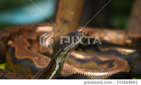 Reticulated Python Portrait Close Up Exotic Reptile Reticulated Python Portrait Close Up Exotic Reptile 141684661