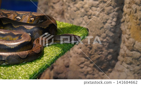 Reticulated Python Relaxing on Artificial Grass Reticulated Python Relaxing on Artificial Grass 141684662