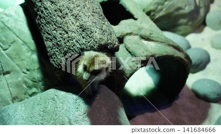 Meerkat Portrait in a Rocky Environment Meerkat Portrait in a Rocky Environment 141684666