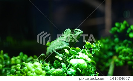 Green Crested Lizard in Lush Greenery Close Up Green Crested Lizard in Lush Greenery Close Up 141684667