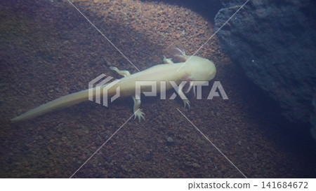 Captive Axolotl in Aquarium Habitat Underwater Shot Captive Axolotl in Aquarium Habitat Underwater Shot 141684672