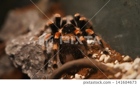Mexican Red Knee Tarantula Close Up View Mexican Red Knee Tarantula Close Up View 141684673