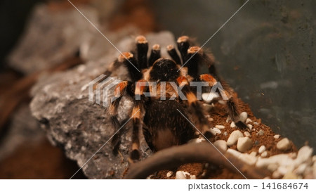 Mexican Red Knee Tarantula Close Up Arthropod Arachnid 141684674