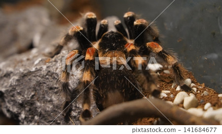 Mexican Red Knee Tarantula Close Up Photography Mexican Red Knee Tarantula Close Up Photography 141684677