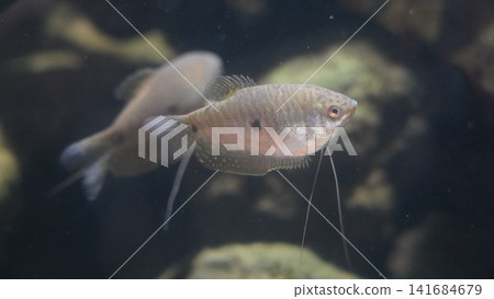 Pearl Gourami Fish in Aquarium Pearl Gourami Fish in Aquarium 141684679