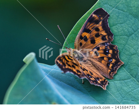 Kitateha perched on a leaf Kitateha perched on a leaf 141684735