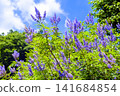 Purple flowers that shine in the blue sky 141684854