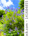 Vitex agnus-castus in summer (vertical) 141684855