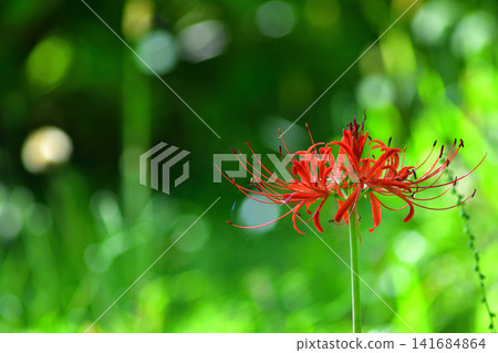 Bright red spider lilies bloom in full glory at Fujimi Lake Park in autumn, Tsuruta Town, Aomori Prefecture. Bright red spider lilies bloom in full glory at Fujimi Lake Park in autumn, Tsuruta Town, Aomori Prefecture. 141684864