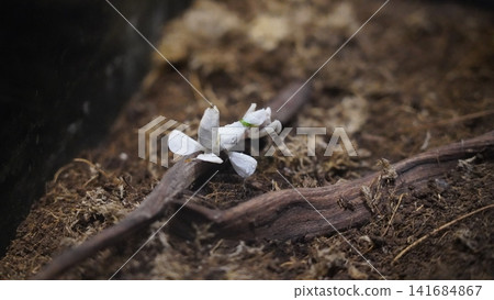 Orchid Mantis on a Twig Nature Photography Orchid Mantis on a Twig Nature Photography 141684867