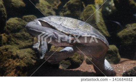 Eastern Long Necked Turtle Chelodina longicollis Underwater Eastern Long Necked Turtle Chelodina longicollis Underwater 141684882