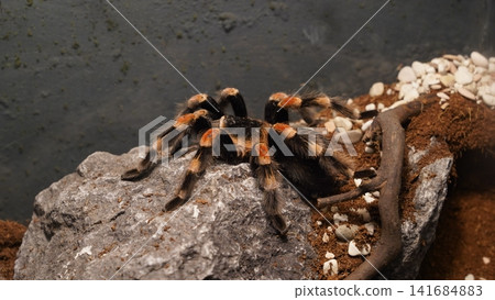Mexican Red Knee Tarantula on a Rock Close Up Mexican Red Knee Tarantula on a Rock Close Up 141684883