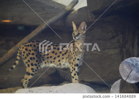 Elegant Serval Cat Portrait in Natural Habitat Setting Elegant Serval Cat Portrait in Natural Habitat Setting 141684889