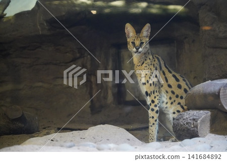 Serval Cat Portrait Spotted Wild Cat in Captivity Serval Cat Portrait Spotted Wild Cat in Captivity 141684892