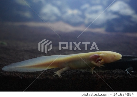 Albino Axolotl Underwater Photography Ambystoma Mexicanum Albino Axolotl Underwater Photography Ambystoma Mexicanum 141684894