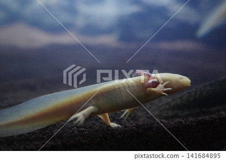 Albino Axolotl Underwater Photography 141684895