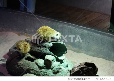Cute Meerkats On Display at Zoo Exhibit Cute Meerkats On Display at Zoo Exhibit 141684898
