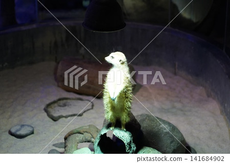Meerkat Standing Alert in Enclosure Animal Portrait Meerkat Standing Alert in Enclosure Animal Portrait 141684902