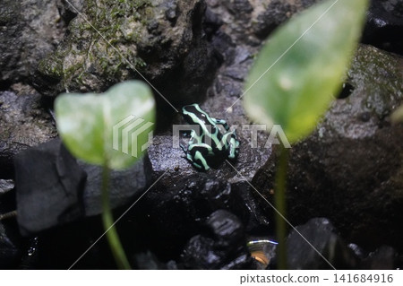 Green and Black Poison Dart Frog in Natural Habitat Green and Black Poison Dart Frog in Natural Habitat 141684916