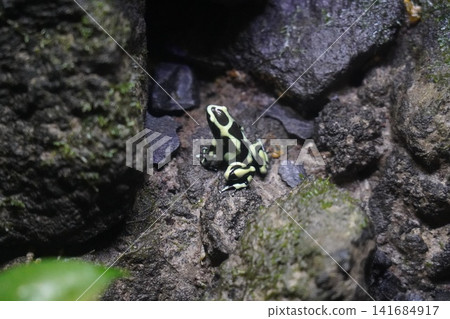 Green and Black Dyeing Poison Dart Frog on Rock Green and Black Dyeing Poison Dart Frog on Rock 141684917