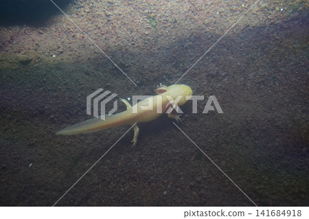 Albino Axolotl Underwater Ambystoma Mexicanum Albino Axolotl Underwater Ambystoma Mexicanum 141684918