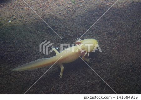Axolotl Underwater Ambystoma mexicanum Axolotl Underwater Ambystoma mexicanum 141684919