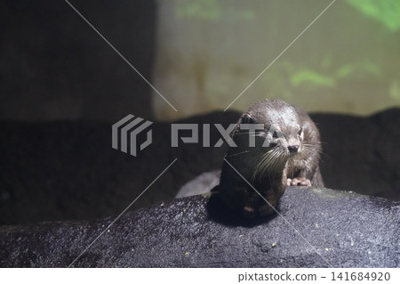 Adorable Asian Small Clawed Otter Portrait 141684920