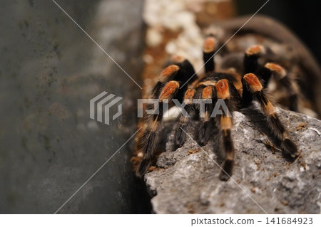 Mexican Red Knee Tarantula Close Up Portrait Photography Mexican Red Knee Tarantula Close Up Portrait Photography 141684923